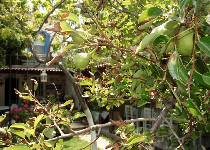 Istanbul Pensión Ayvalı