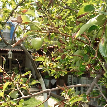 Istanbul Penzion Ayvalı